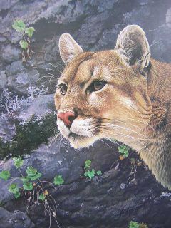 Alan Hunt Solitaire Mountain Lion Cougar LTD ED Print