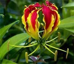 The Glory Lily (Gloriosa superba)   20 Fresh Seed