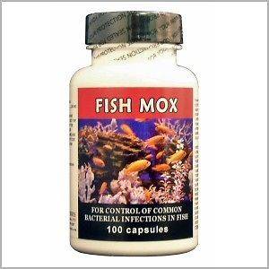 100 Fish Mox 500 MG capsules Pharmacy Quality Amoxicillin   Fish Tank 