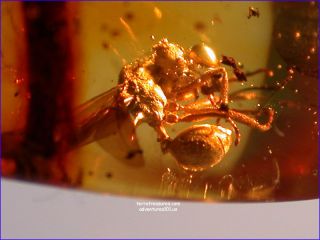 A101 DR5089 The First Fossil Queen Leaf Cutter Ant in Dominican Amber
