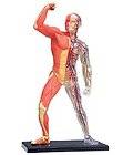 Famemaster 4D Vision Human Muscle And Skeleton Anatomy Model