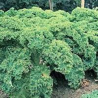 KALE, VATES BLUE CURLED SCOTCH, ORGANIC 50+ SEEDS, GREAT FOR SALADS 
