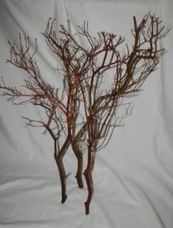 Six Branches of Trimmed Red Manzanita 24 inches tall