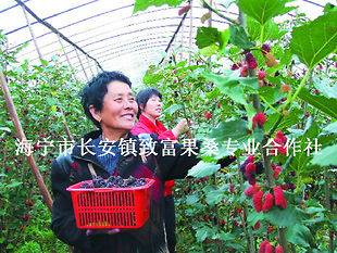 Shanxi 8632 fruit Mulberry baby tree GROW YOUR OWN PLANT