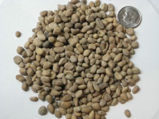 10 10,000 Chinese Dogwood Bonsai Tree Seed Pack Cornus Kousa Chinensis