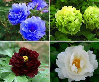 80 Seeds Chinese Blue Green White Black Peony Flower Seed Beautiful 