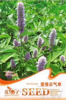 Pack 30+ Rare Herb Seeds Agastache Rugosa Seed Chinese Good Effect 