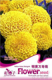 chrysanthemum plants