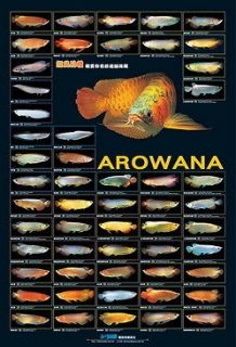 AZOO Generation OF AROWANA FISH AQUARIUM Poster