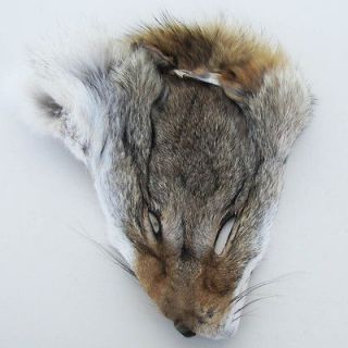   LARGE WILD COYOTE HEAD FACE PELT real taxidermy tanned skin and fur