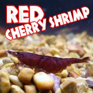   RED CHERRY SHRIMP ~ cute pets for freshwater fish tanks & aquariums