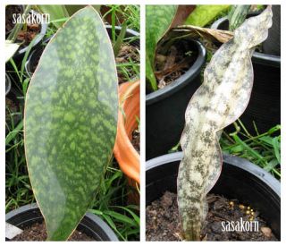 Sansevieria MASONIANA and Pulchra Star Coppertone, Price Promotions