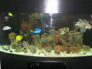 saltwater aquarium in Aquariums