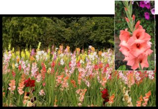   MIXED COLOUR GLADIOLUS NICE SPRING SUMMER FLOWER BULB CORM + FREE GIFT
