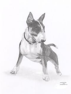 ENGLISH BULL TERRIER (2) dog drawing art Limited Edition picture print