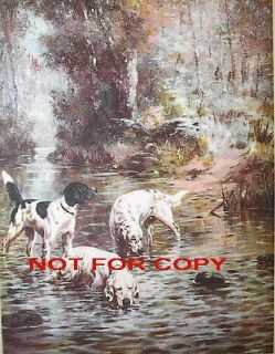 English Setter & Pointer Hunting Bird Dogs Take Drink in Stream   1940 