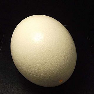 ostrich eggs in Collectibles