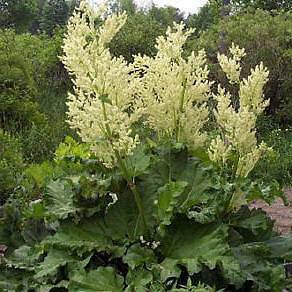   Rheum rhabarbarum “Victoria”, Seeds (Long Lived Perennial, Edible