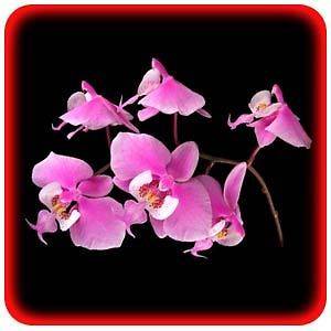 Indoor Online Plants & Flowers Store Business Website For Sale Work 