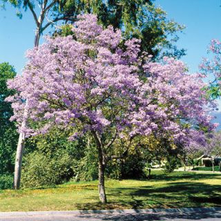 1000 Royal Empress tree seeds Fast Growing Purple Flowers Low Shipping 