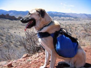   STRAP PAD COMFORTS Premier DOG Leash HARNESS Hiking PACKs collar Leads