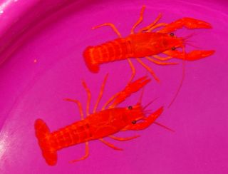   Electric Orange/Red Crayfish Crawdads, aquarium tank or koi pond Fish