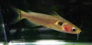 Indian Sun Catfish Live Freshwater Aquarium Fish