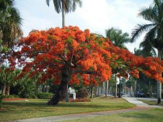 Delonix Regia Tree, Red Royal Poinciana Plant, Most Beautiful Tree In 