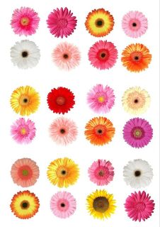 24 x MIXED GERBERA FLOWERS EDIBLE CUP CAKE TOPPERS GM1