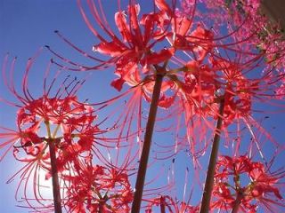 10 Lycoris Radiata RED SPIDER LILY Flower Bulbs~AMAZING