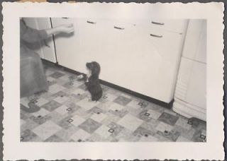   Photo Tiny Puppy Dog Begging on Vintage Linoleum Kitchen Floor 684608