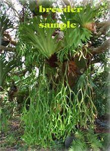staghorn ferns in Flowers, Trees & Plants
