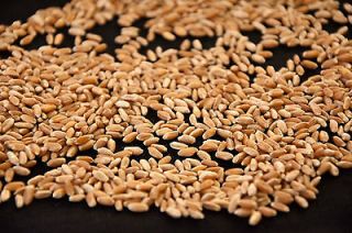 30 Pounds Wheat Berries Organic Transition Hard Red Winter Wheat Free 