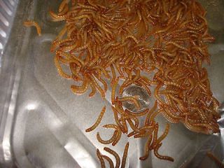 1000 + live mealworms medium size 13.75 and  100 percent 