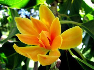 Michelia Champaca Flowering Shrub or Tree Fragrant JOY Perfume 100 