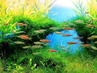 bag Java Moss 15x10cm   Live aquarium water plant fish tank fren 