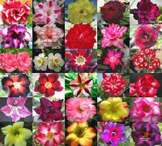 ADENIUM Mixed 30 Type identified by color 120 Seeds RARE