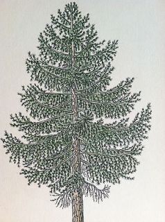 LARCH vintage ANTIQUE botanical TREE PRINT forrest PINE CONE wood 