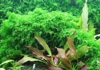 Xmas Moss   Aquarium Plant Java Live FishTank Decor