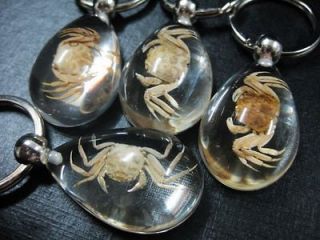 5pcs real insect golden crab clear amber fine gift for friend key 