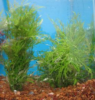WISTERIA Easy Grow LIVE Aquarium Plant Guppy Bettas