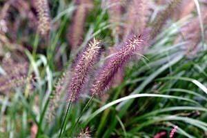 Hardy PENNISETUM Purple FOUNTAIN GRASS 100+ Seeds