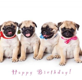 Birthday Cards Dogs Puppy Mum Wife Sister Daughter Nan