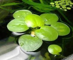 floating pond plants in Flowers, Trees & Plants