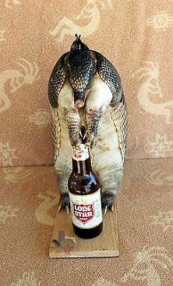 Armadillo LoneStar Beer Bottle Taxidermy TX43