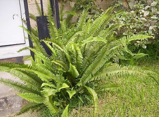 boston fern in Yard, Garden & Outdoor Living
