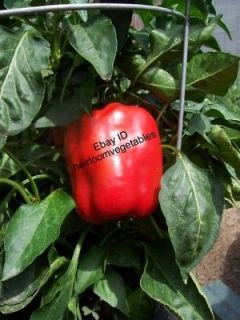 30 Red Giant Sweet Bell peppers seeds HEIRLOOM. ***SAME DAY SHIPPING 
