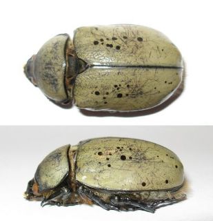 rhino beetle in Beetles