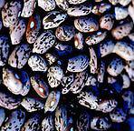 200 Pinto bean seed new seed for 2012 Heirloom Seeds