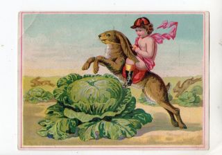 AD428 Advertising Trade Card Jockey rides Rabbit over Cabbage London 
